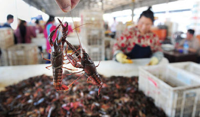 小龍蝦分揀技術及其在水產品加工中的重要性